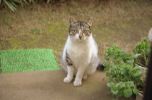 img681