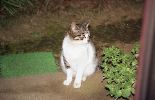img682