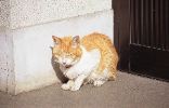 img699