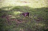 img750