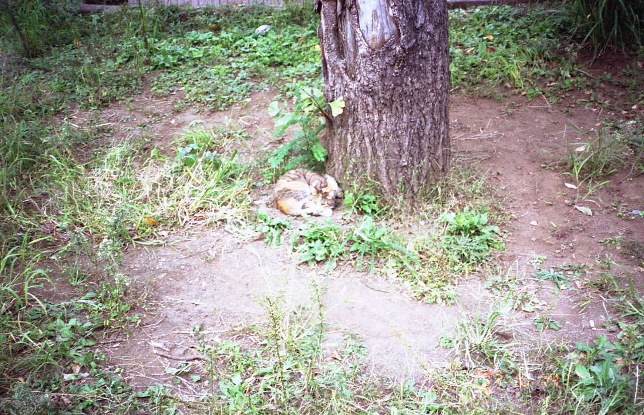 img772