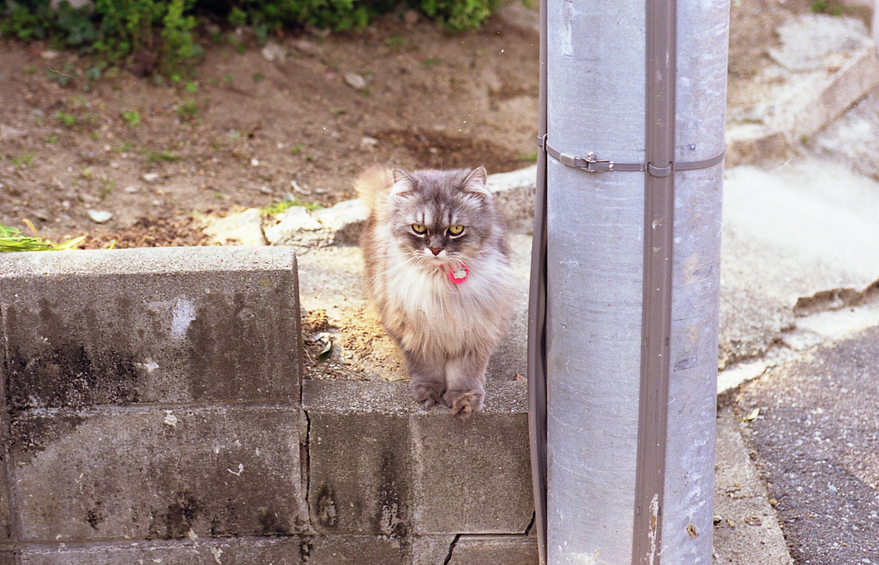 img798