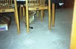 img783