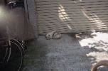 img788