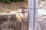 img798