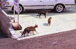 img799