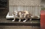 img759