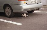 img833