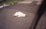 img837