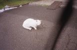 img838