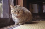 img882