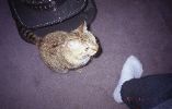 img897