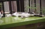 img902