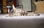 img941