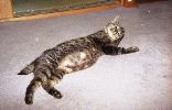 img932