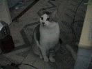 DSC00008_1