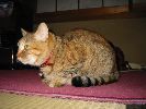 IMG_258