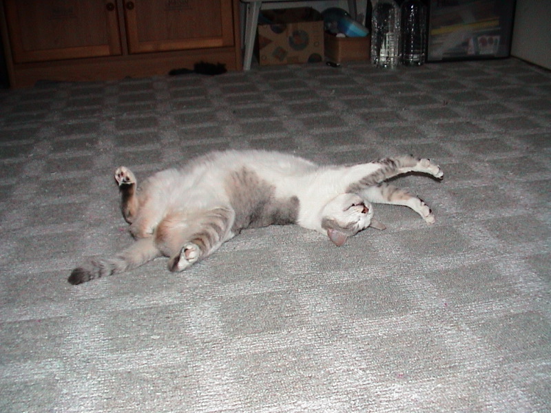 DSC00003_1
