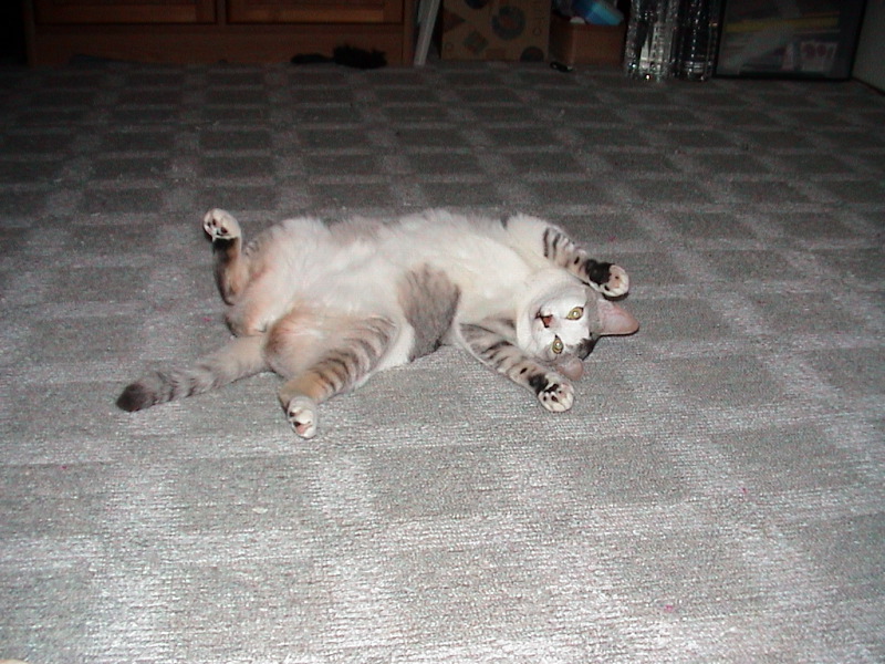 DSC00004_1