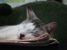 DSC00009_1