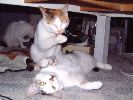 DSCF0035_2